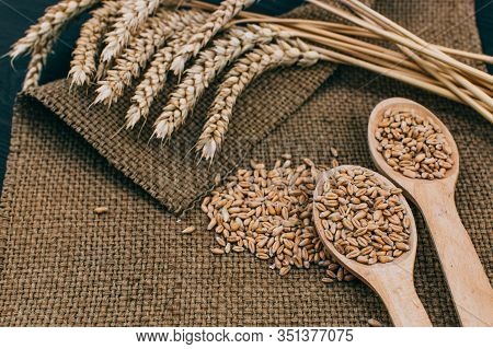 Ears Of Wheat And Spoon Of Wheat Grains On Wooden Table