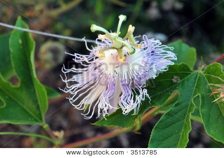 Anemone Blumen mit Insekten