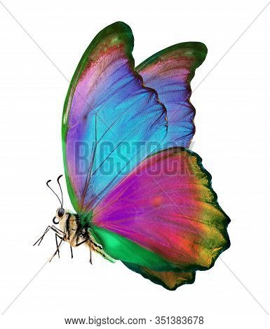 Bright Colorful Morpho Butterfly Isolated On White. Bright Colorful Butterfly In Flight. Beautiful M