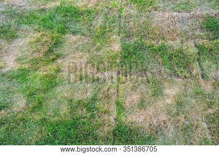 Lawn Briquettes With Dying Grass. Texture Of Dying Lawn With Healthy Green Grass And Dead Dry Grass