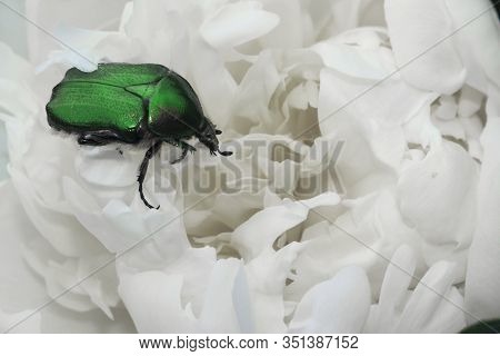 Maybug On The White Peony. Green Maybug On The White Peony. May Beetle Sitting On A White Peony Flow