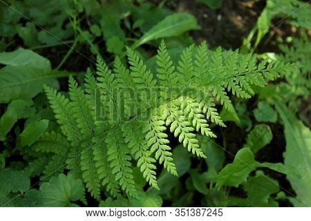 Background From Fern Close Up And Copy Space. Texture Of Natural Fern Leaf Macro. Selective Focus. B
