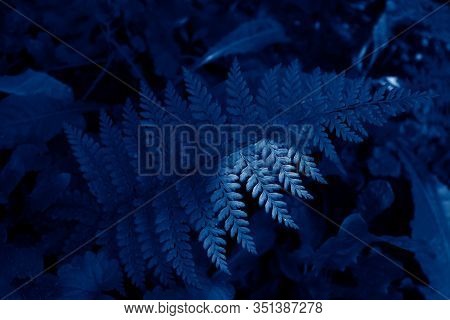 Background From Fern Close Up And Copy Space. Texture Of Natural Fern Leaf Macro. Green Leaf Of Fern