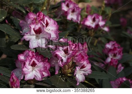 Big Azalea Or Rhododendron In Garden. Season Of Flowering Azaleas (rhododendron) At Botanical Garden
