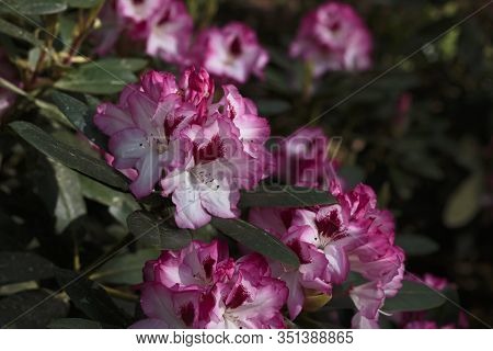 Big Azalea Or Rhododendron In Garden. Season Of Flowering Azaleas (rhododendron) At Botanical Garden