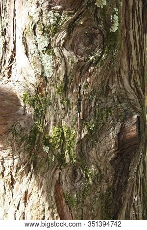 Color Of Bark American Platanus Occidentalis. Background From The Bark Of A Tree.