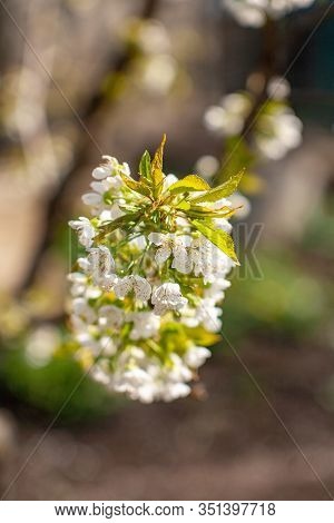 Bird Cherry Blossoms Flowers In Spring. Spring Blossom Flowers Of Bird Cherry Tree. Spring Bird Cher