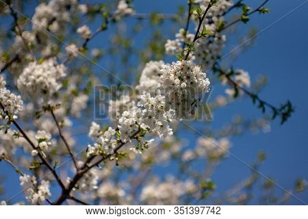 Bird Cherry Blossoms Flowers In Spring. Spring Blossom Flowers Of Bird Cherry Tree. Spring Bird Cher