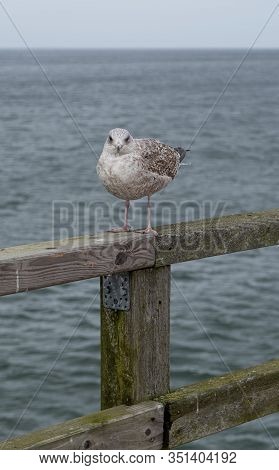 Young Seagull (larus Canus) On The Pier Of Zinnowitz At The Baltic Sea/ Mecklenburg-west Pomerania