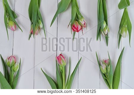 Valentines Day Romantic Background With White Gift Box And Pinktulips. Greeting Card With Pink Tulip