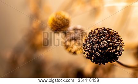 Winter View Of A Beautiful Group Of Last Year`s Dried Flowers On A Sunny Yellow Background