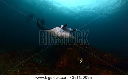 Manta Ray Swim Into Clear Blue Water