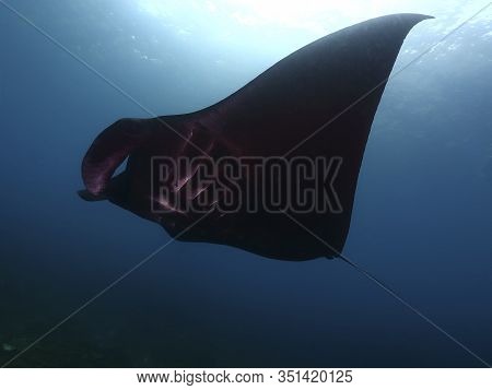 Manta Ray Swim Into Clear Blue Water