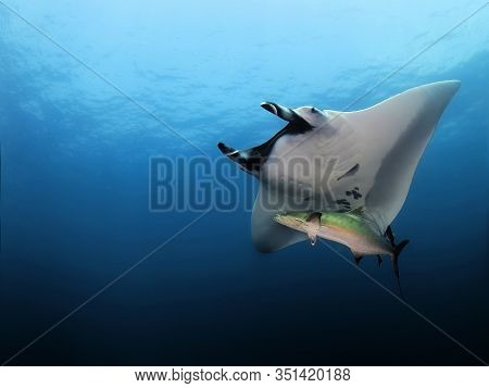 Manta Ray Swim Into Clear Blue Water
