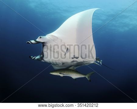 Manta Ray Swim Into Clear Blue Water