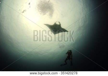 Manta Ray Swim Into Clear Blue Water