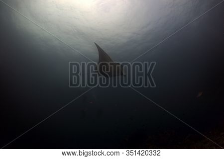 Manta Ray Swim Into Clear Blue Water