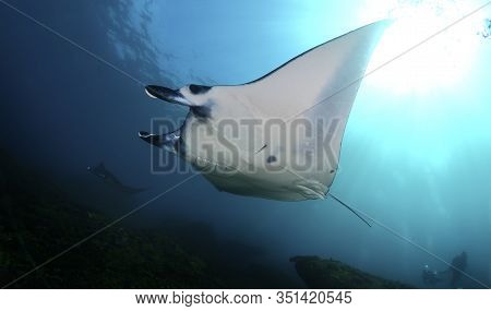 Manta Ray Swim Into Clear Blue Water