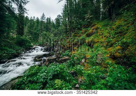 Atmospheric Green Forest Landscape With Mountain Creek In Rocky Valley. Beautiful Mystery Taiga With