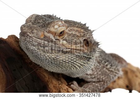 Bearded Lizard (pogona Barbata) And Tree Branch Isolated On White, Closeup. Exotic Pet