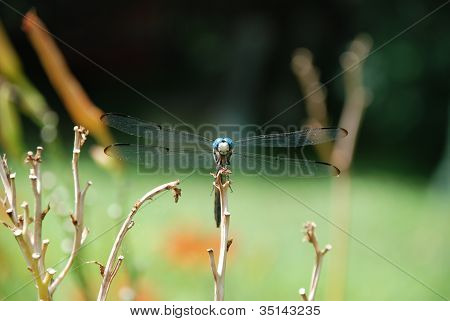 Dragonfly