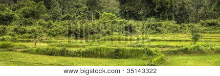 Reisfelder - Laos