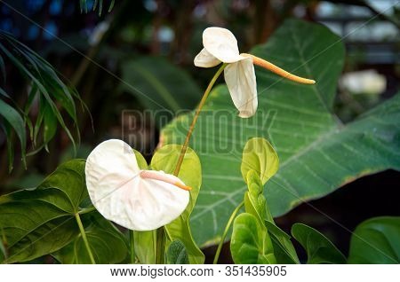 White Anthurium Flowering Plant Or Araceae. General Common Names Are Tailflower, Flamingo Flower And