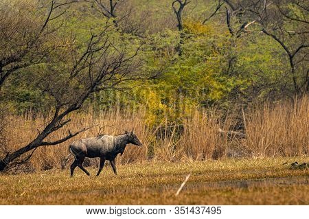 Nilgai Or Blue Bull Or Boselaphus Tragocamelus Largest Asian Antelope In Landscape Scenery Backgroun