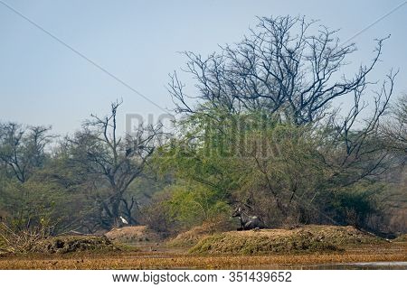 Nilgai Or Blue Bull Or Boselaphus Tragocamelus Largest Asian Antelope In Landscape Scenery Backgroun