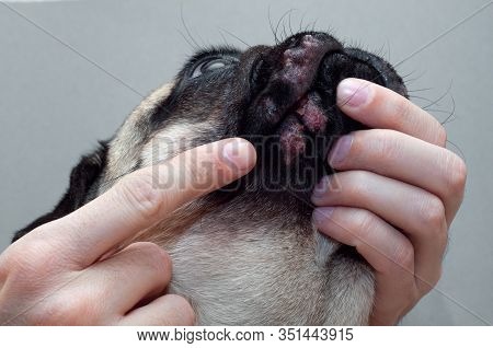 Portrait Of A Pug Dog With Red Inflamed Wounds On His Face. Dog Allergy, Dermatitis