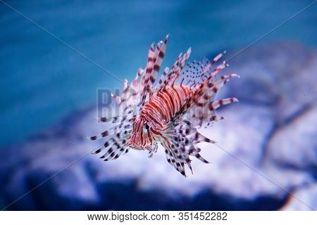 Luna Lionfish (pterois Lunulata). Luna Lion Fish Swimming In The Blue Water. Soft Focus, Selective F