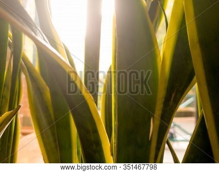 Closeup Image Of Sunset Sun Shining Through Agava Plant Leaves