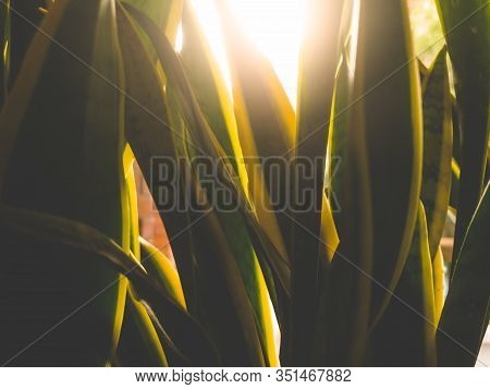 Closeup Toned Image Of Sun Riding Over Agava Plant Or Aloe