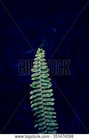 Fern Branch On A Dark Background. Dark Blue Background. Fern Plant Leaf Background. Royal Blue Fern 