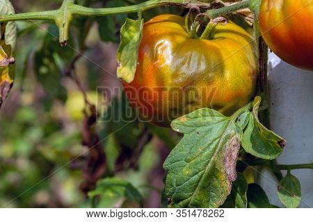 Ripening Tomatoes Affected By Late Blight. Phytophthora Infestans. Selective Focus.