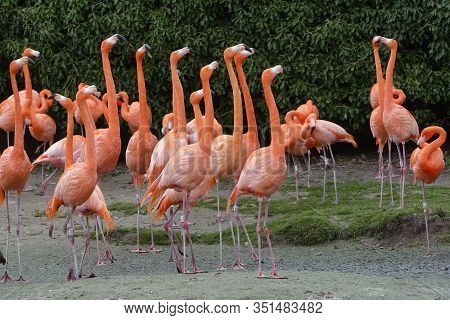 American Or Caribbean Flamingo - Phoenicopterus Ruber Ruber
