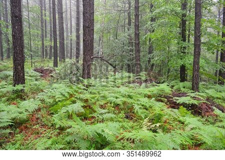 Black Pine Forest With A Very Few Decidious Trees And Lot Of Green Fern In Foreground, Wet Vegetatio