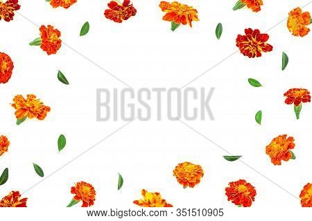 Marigold Flower Isolated On White Background. Marigold Pattern. Floral Pattern. Yellow Flower