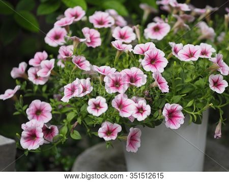 Petunia Easy Wave Viloet Pink Color  Flower Beautiful On Blurred Of Nature Background