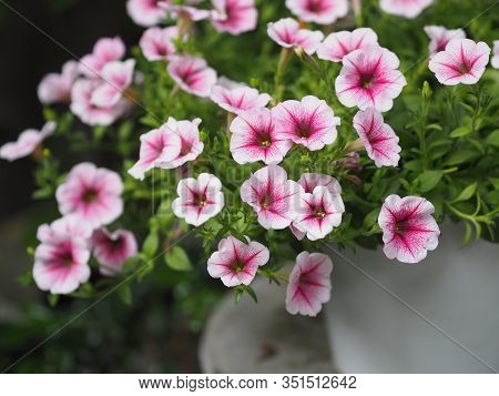 Petunia Easy Wave Viloet Pink Color  Flower Beautiful On Blurred Of Nature Background