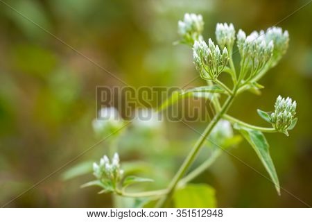 White Flower Of Siam Weed Or Bitter Bush In Tropical Forest. Closeup And Copy Space. Concept Of Herb