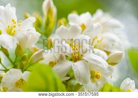 Beautiful White Tung Flower Blooms In Spring（tung Tree Flower）