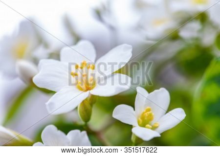 Beautiful White Tung Flower Blooms In Spring（tung Tree Flower）