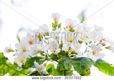 Beautiful White Tung Flower Blooms In Spring（tung Tree Flower）