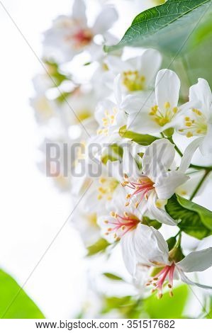 Beautiful White Tung Flower Blooms In Spring（tung Tree Flower）