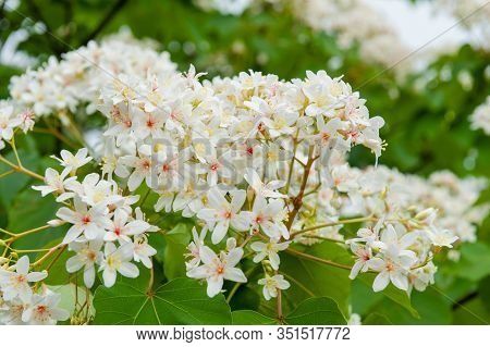 Beautiful White Tung Flower Blooms In Spring（tung Tree Flower）