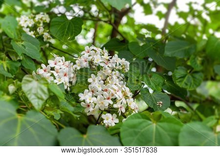 Beautiful White Tung Flower Blooms In Spring（tung Tree Flower）