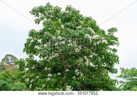 Beautiful White Tung Flower Blooms In Spring