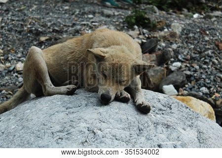 Dog Sleeping On A Rock In The Morning