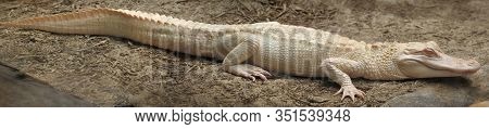 The American Alligator (alligator Mississippiensis) , Albino Aligator. White Aligator With Brown Bac